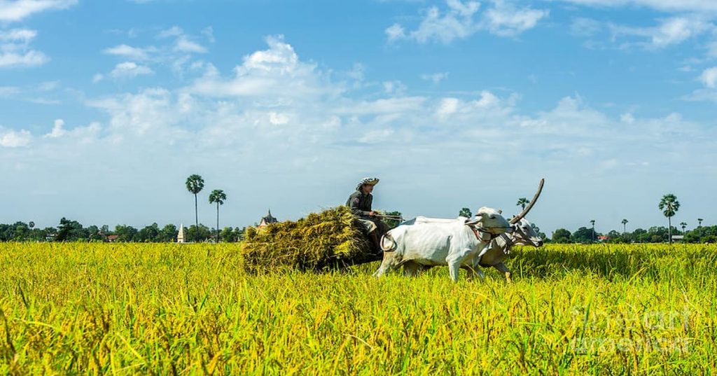 စမန္တလေးတိုင်း ကျောက်ဆည်မြို့တွင် အသစ်စိုက်ပျိုးသော ဧရာမင်းစပါး စိုက်ခင်းများ ဖြစ်ထွန်းအောင်မြင်