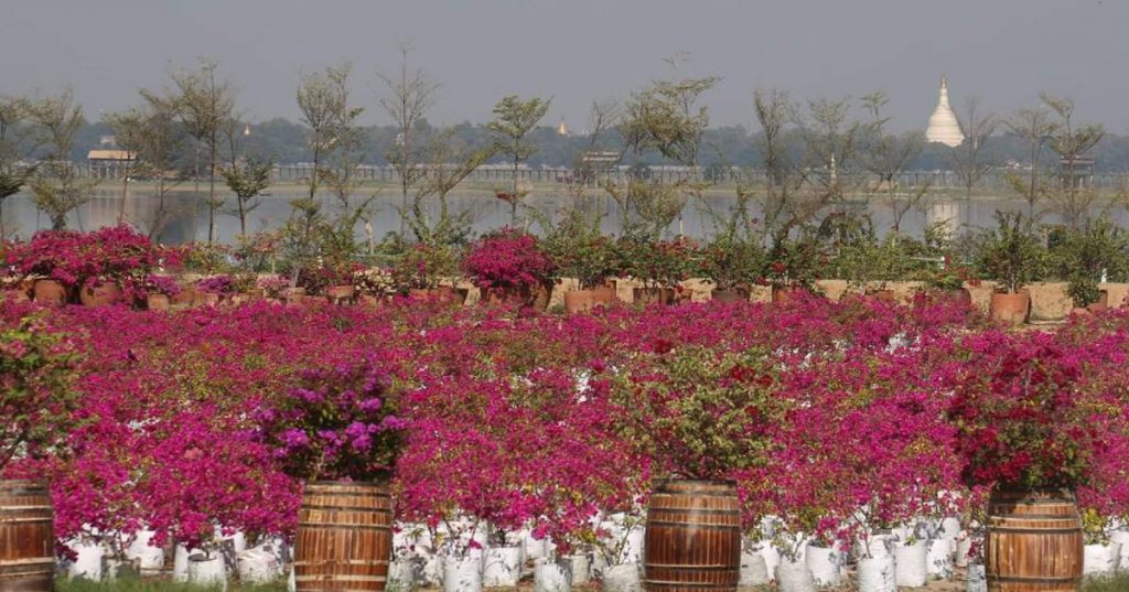 စစက္ကူပန်းမျိုးစိတ်(၇၀)ကျော်၊ ပန်းပင်(၁)သိန်းကျော်ဖြင့် လှနေသည့် မန္တလေးမြို့ရဲ့ စက္ကူပန်းနန်းတော်