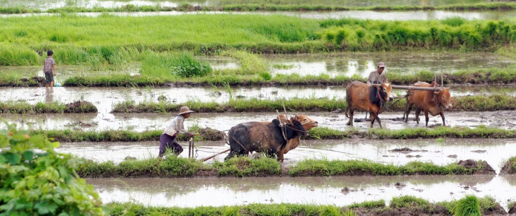 စမန္တလေးတွင် မိုးစပါးထုတ်လုပ်သူ တောင်သူများအား အစိုးရမှ ငွေကျပ်သန်း (၁,၄၀၀) ကျော် ထောက်ပံ့